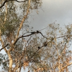 Callocephalon fimbriatum (Gang-gang Cockatoo) at GG38 - 14 Feb 2020 by KL