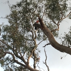 Callocephalon fimbriatum at Hughes, ACT - suppressed