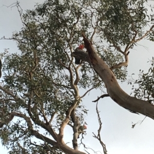 Callocephalon fimbriatum at Hughes, ACT - suppressed