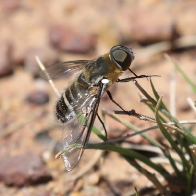 Villa sp. (genus) (Unidentified Villa bee fly) at Majura, ACT - 14 Feb 2020 by jbromilow50