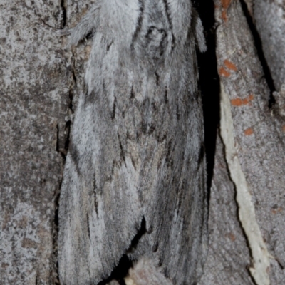 Destolmia lineata (Streaked Notodontid Moth) at Hackett, ACT - 9 Nov 2017 by Thommo17