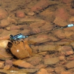 Ischnura heterosticta (Common Bluetail Damselfly) at Amaroo, ACT - 14 Feb 2020 by JohnBundock