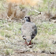 Phaps chalcoptera (Common Bronzewing) at Majura, ACT - 14 Feb 2020 by jb2602