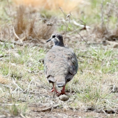 Phaps chalcoptera (Common Bronzewing) at Majura, ACT - 14 Feb 2020 by jb2602