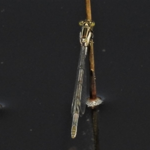 Ischnura heterosticta at Amaroo, ACT - 14 Feb 2020