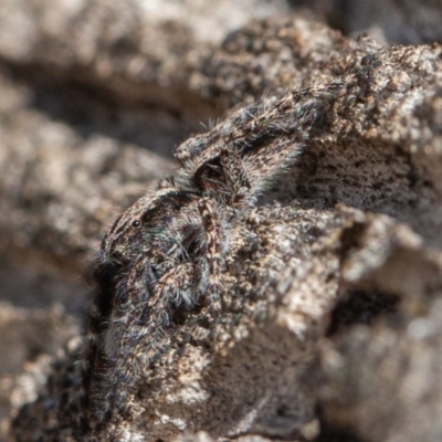 Clynotis severus (Stern Jumping Spider) at Symonston, ACT - 14 Feb 2020 by rawshorty