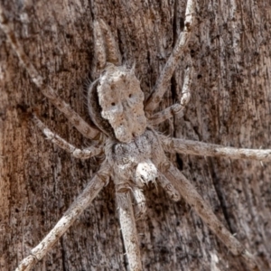 Tamopsis sp. (genus) at Symonston, ACT - 14 Feb 2020