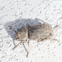 Cubicorhynchus maculatus (Spotted ground weevil) at Majura, ACT - 14 Feb 2020 by jb2602