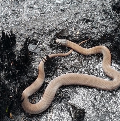 Drysdalia coronoides (White-lipped Snake) at Cotter River, ACT - 14 Feb 2020 by nath_kay