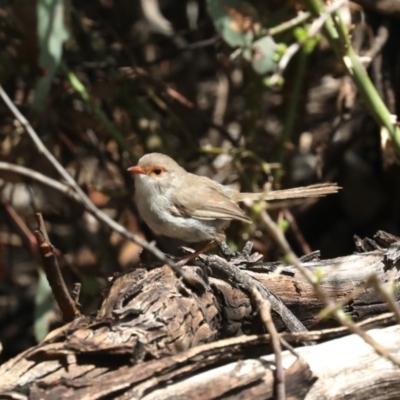 Malurus cyaneus (Superb Fairywren) at Majura, ACT - 14 Feb 2020 by jbromilow50