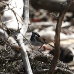 Malurus cyaneus at Majura, ACT - 14 Feb 2020