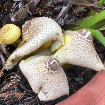 Leucocoprinus birnbaumii (Plantpot Dapperling) at Aranda, ACT - 15 Feb 2020 by KMcCue