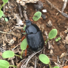 Anomalomorpha anthracina (Yellow-legged pasture scarab) at Majura, ACT - 14 Feb 2020 by jb2602