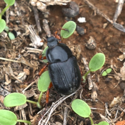 Anomalomorpha anthracina (Yellow-legged pasture scarab) at Majura, ACT - 13 Feb 2020 by jbromilow50