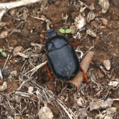 Anomalomorpha anthracina at Majura, ACT - 14 Feb 2020