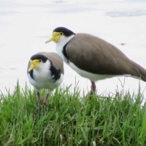 Vanellus miles at Dunlop, ACT - 15 Feb 2020 02:31 PM