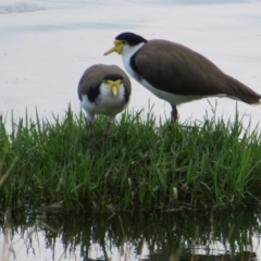 Vanellus miles at Dunlop, ACT - 15 Feb 2020 02:31 PM