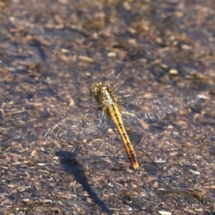 Diplacodes bipunctata (Wandering Percher) at Majura, ACT - 14 Feb 2020 by jb2602