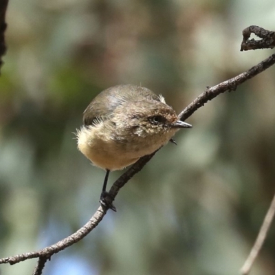 Acanthiza reguloides (Buff-rumped Thornbill) at Majura, ACT - 14 Feb 2020 by jb2602