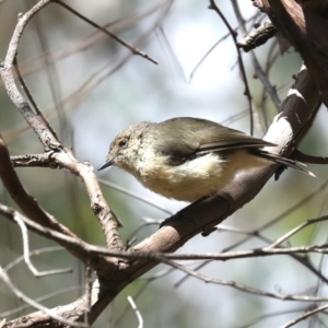 Acanthiza reguloides at Majura, ACT - 14 Feb 2020