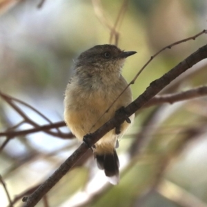 Acanthiza reguloides at Majura, ACT - 14 Feb 2020