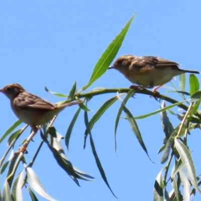 Cisticola exilis (Golden-headed Cisticola) at Fyshwick, ACT - 14 Feb 2020 by RodDeb