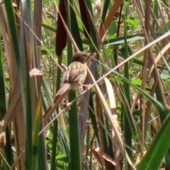 Cisticola exilis at Fyshwick, ACT - 14 Feb 2020