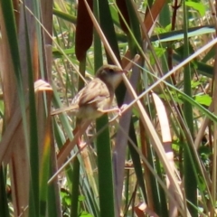 Cisticola exilis at Fyshwick, ACT - 14 Feb 2020