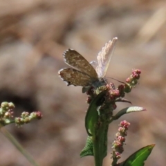 Theclinesthes serpentata (Saltbush Blue) at Fyshwick, ACT - 14 Feb 2020 by RodDeb