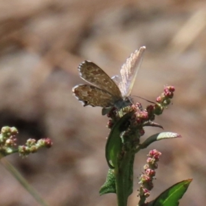 Theclinesthes serpentata at Fyshwick, ACT - 14 Feb 2020