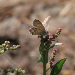 Theclinesthes serpentata at Fyshwick, ACT - 14 Feb 2020