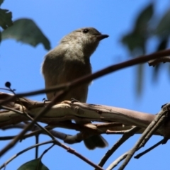 Pachycephala pectoralis (Golden Whistler) at Fyshwick, ACT - 14 Feb 2020 by RodDeb