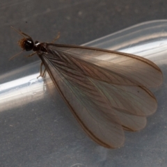 Termitoidae (informal group) (Unidentified termite) at Symonston, ACT - 15 Feb 2020 by rawshorty