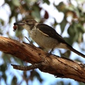 Cracticus torquatus at Fyshwick, ACT - 14 Feb 2020 12:06 PM