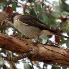 Cracticus torquatus at Fyshwick, ACT - 14 Feb 2020 12:06 PM