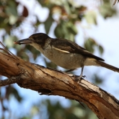 Cracticus torquatus at Fyshwick, ACT - 14 Feb 2020 12:06 PM