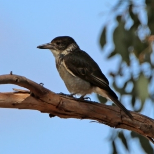 Cracticus torquatus at Fyshwick, ACT - 14 Feb 2020 12:06 PM