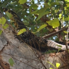 Varanus varius (Lace Monitor) at Manyana, NSW - 24 Dec 2011 by JulieL