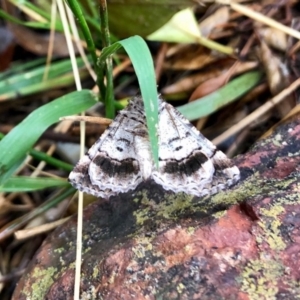 Gastrina cristaria at Aranda, ACT - 15 Feb 2020