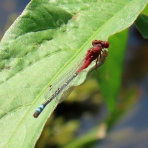 Xanthagrion erythroneurum at Fyshwick, ACT - 14 Feb 2020 12:32 PM