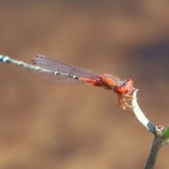 Xanthagrion erythroneurum at Fyshwick, ACT - 14 Feb 2020 12:32 PM