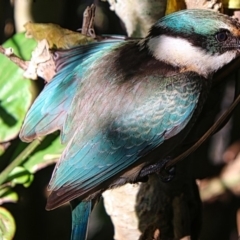 Todiramphus sanctus (Sacred Kingfisher) at Lake Conjola, NSW - 14 Feb 2020 by JulieL