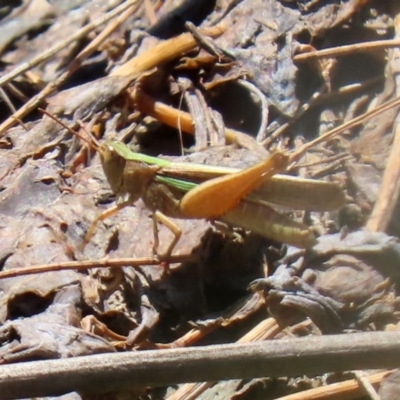 Schizobothrus flavovittatus (Disappearing Grasshopper) at Jerrabomberra Wetlands - 14 Feb 2020 by RodDeb