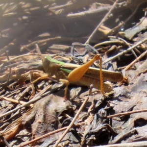 Schizobothrus flavovittatus at Fyshwick, ACT - 14 Feb 2020 12:51 PM