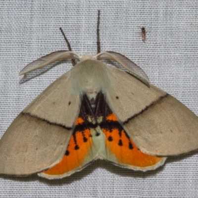 Gastrophora henricaria (Fallen-bark Looper, Beautiful Leaf Moth) at Hackett, ACT - 11 Nov 2018 by Thommo17