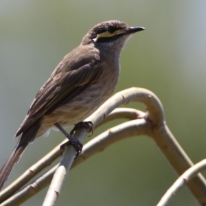 Caligavis chrysops at Fyshwick, ACT - 14 Feb 2020