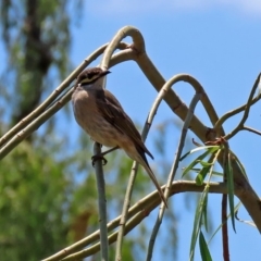 Caligavis chrysops at Fyshwick, ACT - 14 Feb 2020