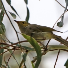 Ptilotula penicillata (White-plumed Honeyeater) at Fyshwick, ACT - 14 Feb 2020 by RodDeb