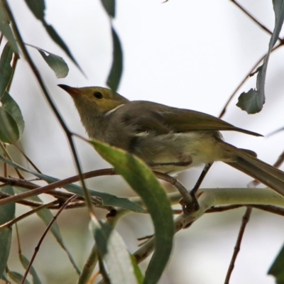 Ptilotula penicillata (White-plumed Honeyeater) at Fyshwick, ACT - 14 Feb 2020 by RodDeb