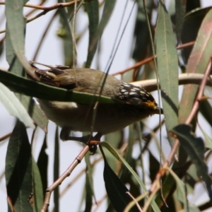 Pardalotus striatus at Fyshwick, ACT - 14 Feb 2020 11:38 AM